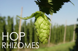 hop-rhizomes